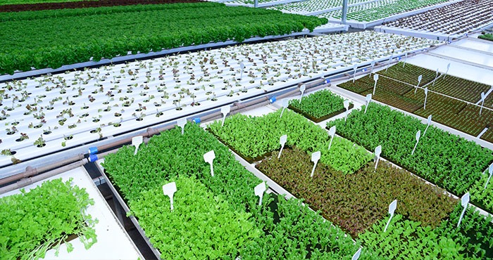 BeGreen inaugura no Passeio das Águas Shopping